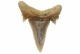 Mackerel Shark (Cretolamna) Tooth - Dakhla, Morocco #225292-1